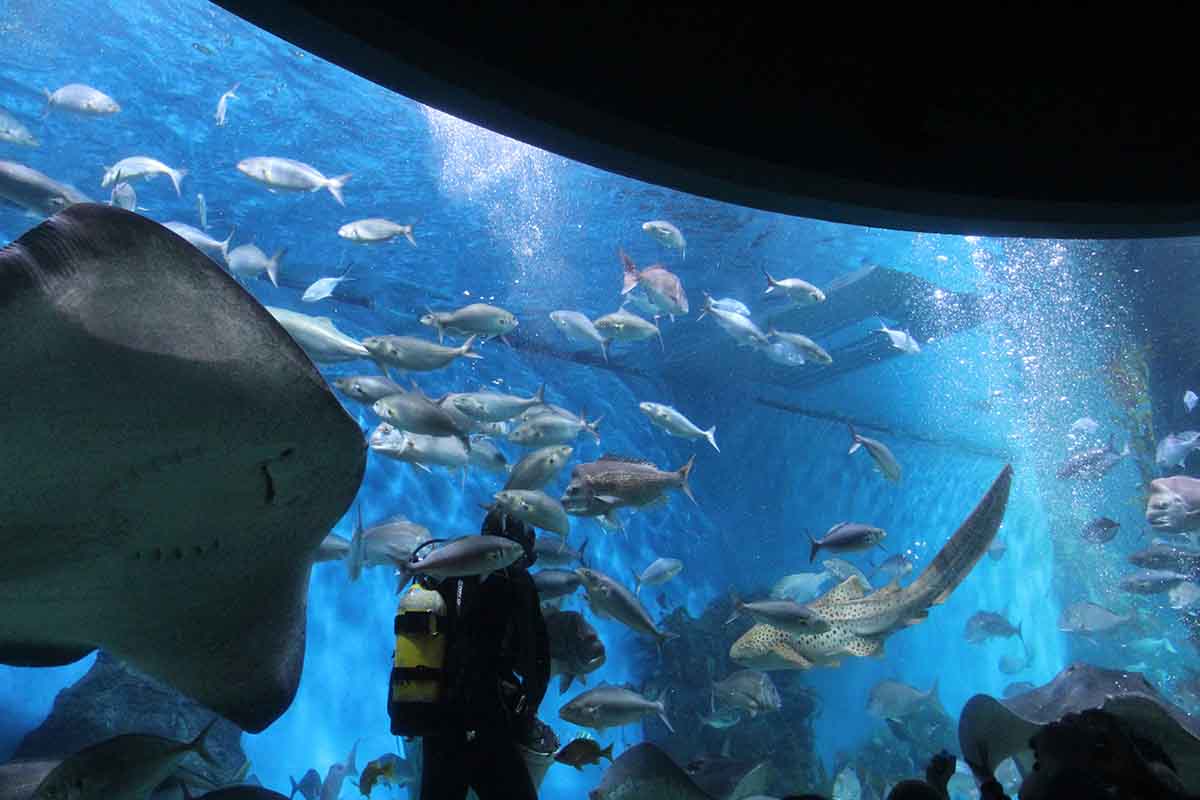 Melbourne Aquarium