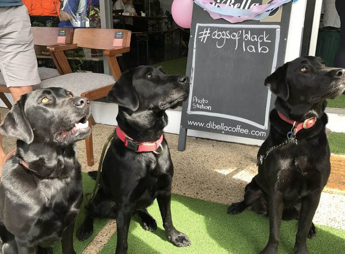 Black Lab Coffee